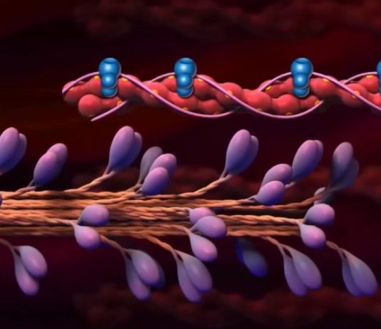 Come avviene la contrazione muscolare? contrazione muscolare