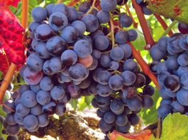vitis-vinifera