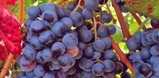 vitis-vinifera