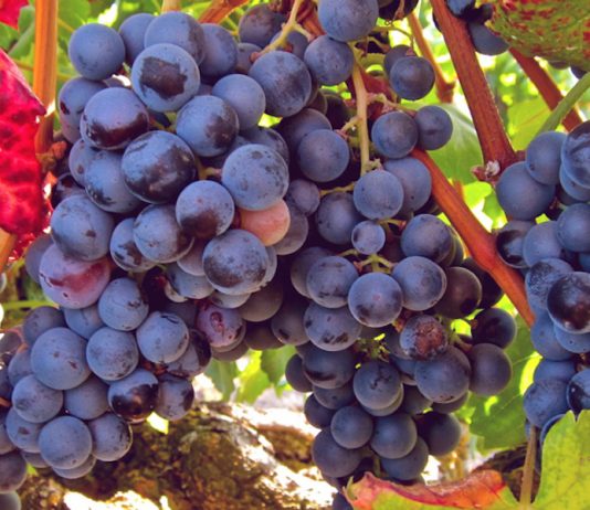 vitis-vinifera