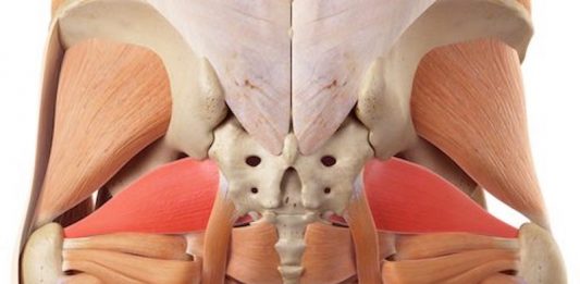 Il muscolo piriforme: dalla biomeccanica alle patologie piriforme