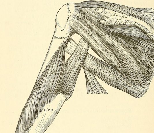 Grande Rotondo: anatomia e biomeccanica grande rotondo