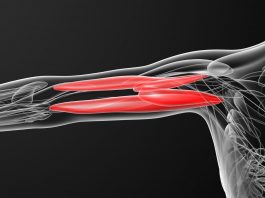 Tricipite brachiale: anatomia e biomeccanica tricipite brachiale