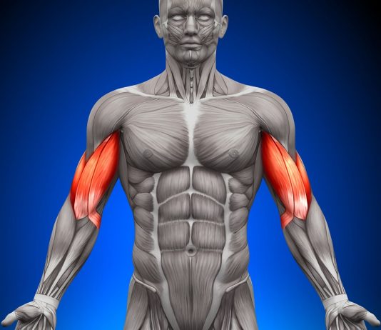 Bicipite brachiale: Anatomia e biomeccanica bicipite brachiale