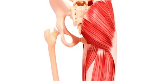 grande gluteo