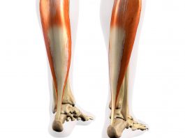 Muscolo soleo: anatomia e biomeccanica muscolo soleo
