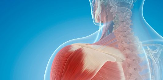 Deltoide: anatomia e biomeccanica deltoide